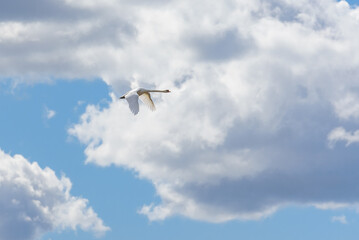 Schwan am Himmel mit Wolken