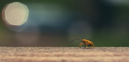a walnut elephant walking on wood towards the light