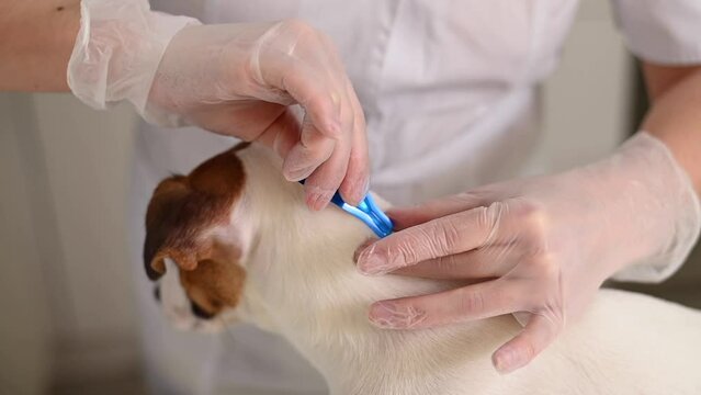 The veterinarian doctor drips medicine against parasite bites on the withers of the dog. 