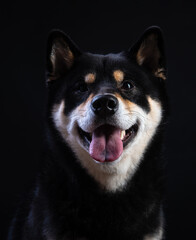 portrait of shiba inu on a black background