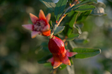 Blooming pomegranate tree, selective focus two pomegranate flowers side by side.