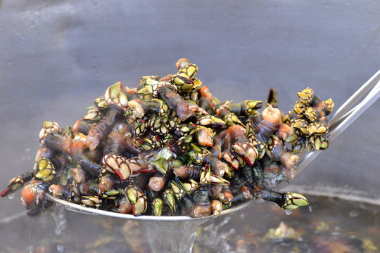 Galician barnacles from Roncudo, cooked and smoking cedeira

