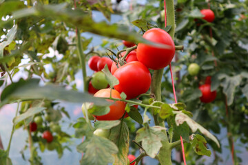 pomidor z przydomowej uprawy