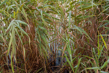 Arundo donax is a tall perennial cane. It is one of several so-called reed species. It has several...