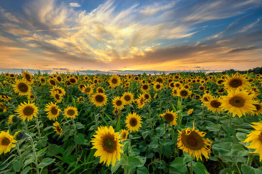 Beautiful sunset over sunflowers field