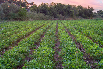 Young plants on Peanut plantation fields. Plants of the flowering peanut. selective focus