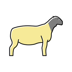dorper sheep color icon vector illustration