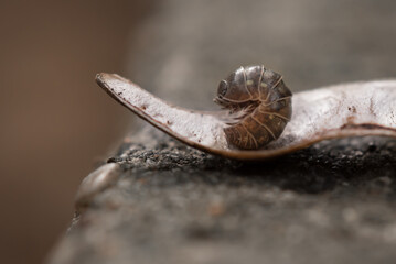 Kulanka (Armadillidium) on a green stalk