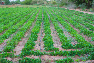 Young plants in a row  on Peanut plantation fields. Plants of the flowering peanut. selective focus