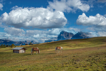 Stimmungsvolle Seiseralm mit Pferden
