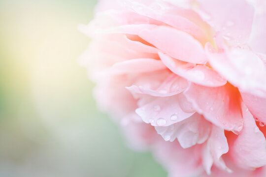Close up of tenderness pink rose. Flower background in soft color and blur style. Macro photo of fresh rose.