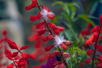 Beautiful red salvia flowers in spring 