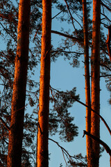 An abstract background with pine trees at the sunset.