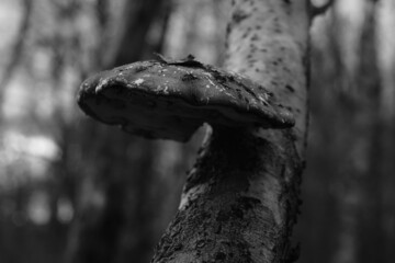 Birkenporling, Pilz an einem abgestorbenen Baum, Agaricomycetes, Fomitopsis betulina © darknightsky