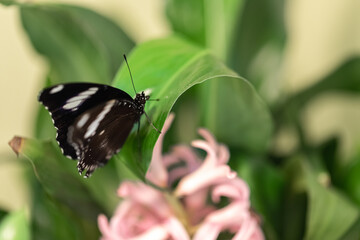 A large tropical dark butterfly with bright spots Hypolimnas bolina family Nymphalidae sits on a red flower and drinks nectar. Side view