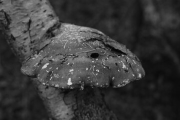 Birkenporling, Pilz an einem abgestorbenen Baum, Agaricomycetes, Fomitopsis betulina © darknightsky