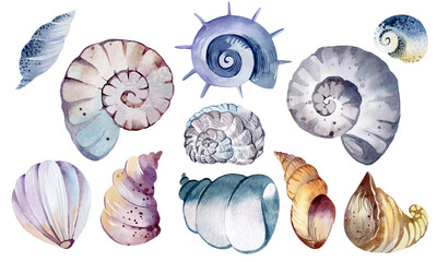 Set of watercolor seashells. Bright seashells for sublimation and design. Stickers, flower element.