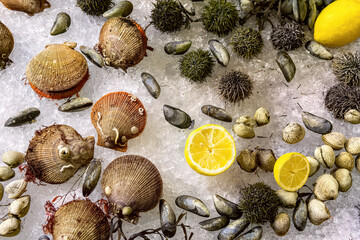 Assorted fresh raw seafoods (Oyster, Sea Urchin, Mussels and Scallops) on ice at the fish market. Fresh clams snd shellfish background top view.