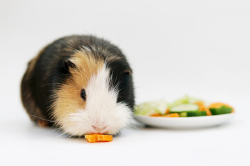 guinea pig eats a cucumber carrots on a white background top view. Pets, food, care.