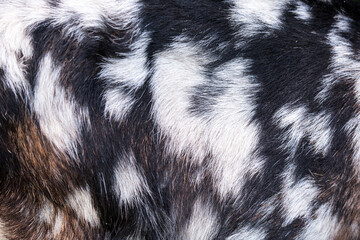 Natural texture goat skin brown with spots