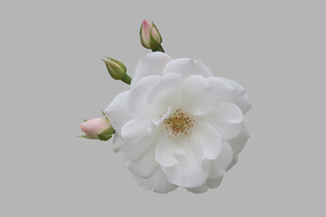 Naklejka na ściany i meble White rose flower.