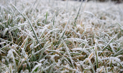 The green grass is covered with frost from the first frost. Frost spring. Nature, parks . High quality photo
