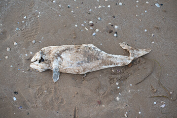 dead dolphin on beach