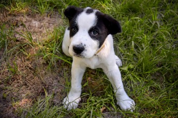 Black and white spotty puppy Alabai on green grass background. Cute small dog, breed Central Asian Shepherd. Top view. Close-up. Selective focus.