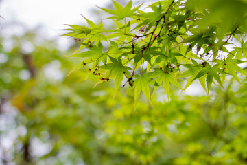 Obraz premium Close up shot of green maple tree