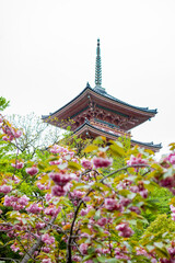 Obraz premium Overcast view of the famous Kiyomizu dera Temple