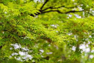 Close up shot of green maple tree