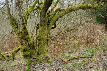 Urwald mit Dickicht und Gebüsch, Totholz in einem nicht genutzten Wald