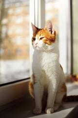 A red-and-white cat lies on the windowsill and looks in the window