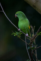 A Plain Parakeet perched on branch. Species Brotogeris tyrica. It is a typical parakeet of the Brazilian Atlantic forest. Birdwatching. Birding. Parrot