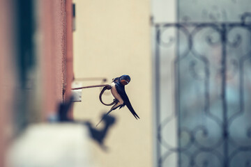 swallow in front of a window