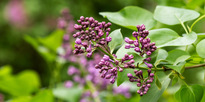 purple lilac plant in blossom. beautiful green floral nature background in spring season