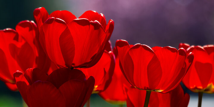 blooming red tulip flowers in the garden. beautiful floral nature background in springtime on a bright sunny day