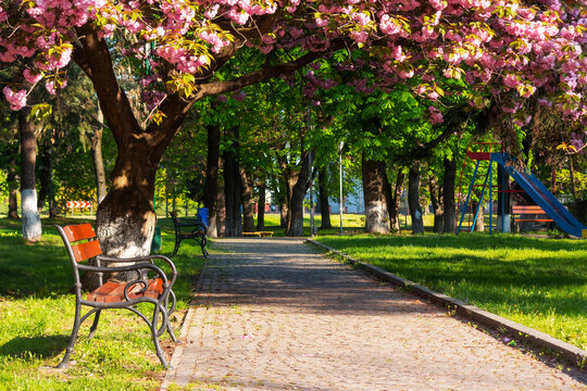 park with japanese sakura trees in spring. beautiful urban scenery in morning light. bench beneath a pink blossoming branches