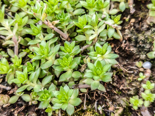 Stringy stonecrop plant - close up view