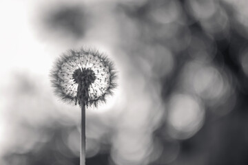 Black and white photo with dandelions. white blurred background.