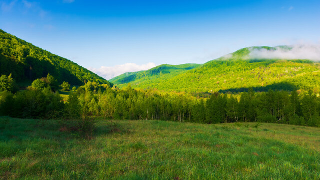 green rural landscape in the morning. grassy pasture at the foot of the forested mountain. fog and cloud evaporating of the trees. sunny weather with blue sky
