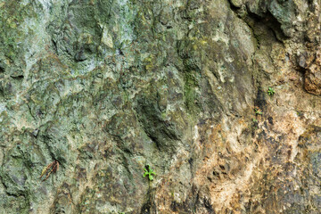 Green rocky cliff texture, natural gray stone wall