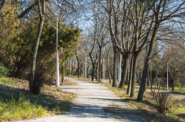 Alley in the park. A walk in a park in New York in early spring.