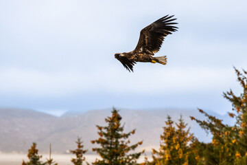eagle in flight