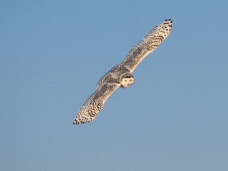 Female Snowy Owl in Flight on Blue Sky in Winter