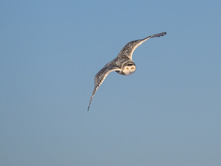 Female Snowy Owl in Flight on Blue Sky in Winter