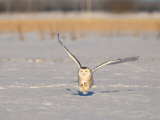 Female Snowy Owl Landing on Farmers Field Covered in Snow in Winter