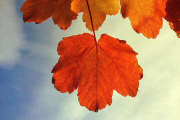 Beautiful image of autumn atmosphere. Autumn leaves contrasting with the blue sky background....