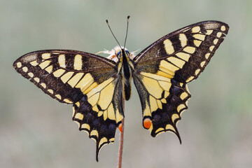 Fototapeta premium papilio machaon butterfly, on a light background