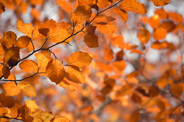 detail of autumn red leaves on a tree
